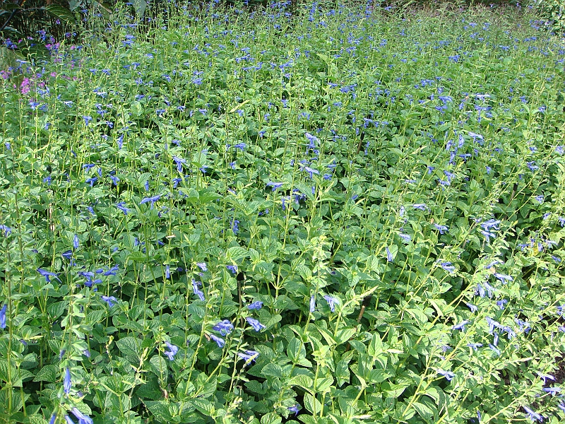 156 Longwood Gardens [2008 August 23].JPG - Longwood Gardens in Pennsylvania